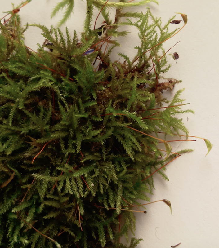 Eurhynchiastrum pulchellum